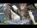 【宮城】「小さいからかわいい」「うれしかった。ペンギン好き」…イワトビペンギンの赤ちゃんを近くで見られるイベント、松島町の水族館